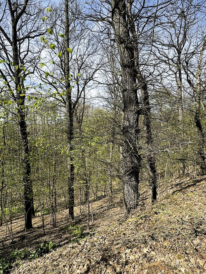 AUKTION: 3,3 ha Waldfläche in Zeulenroda