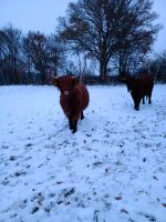 Highland Cattle Absetzer Färse Niedersachsen - Stelle Vorschau