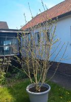 Großer Hibiskusbaum ca 1,80 m hoch wegen Umzug zu verkaufen Niedersachsen - Wunstorf Vorschau