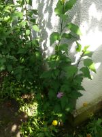 Hibiskus winterhart Pankow - Prenzlauer Berg Vorschau