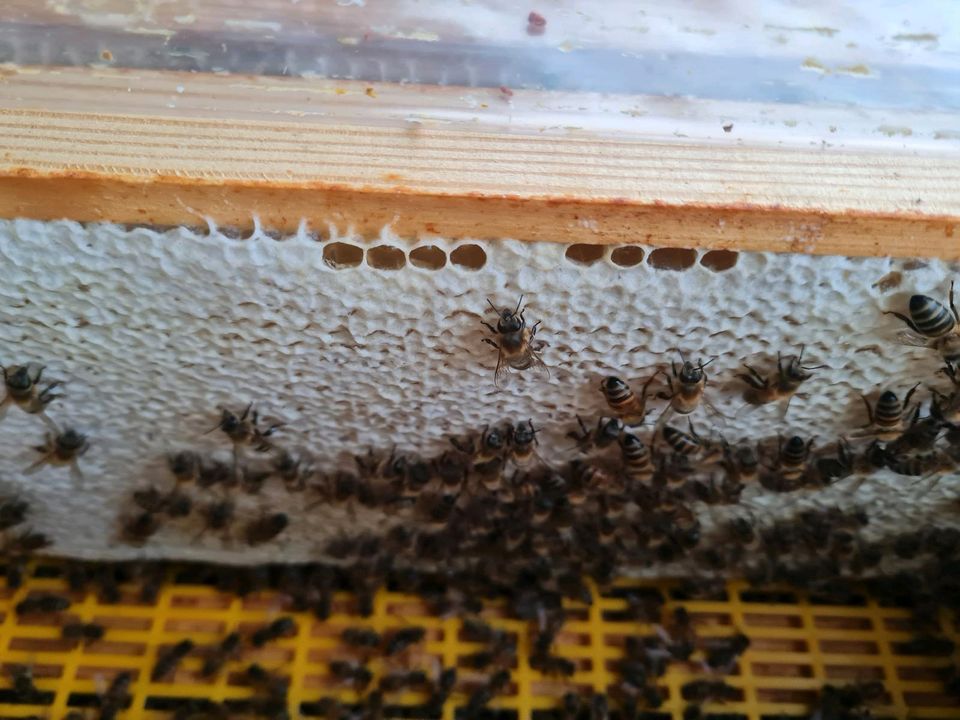 Suche hier im Umgebung Lemgo Stellplätze für meinen Bienenstöcke. in Lemgo
