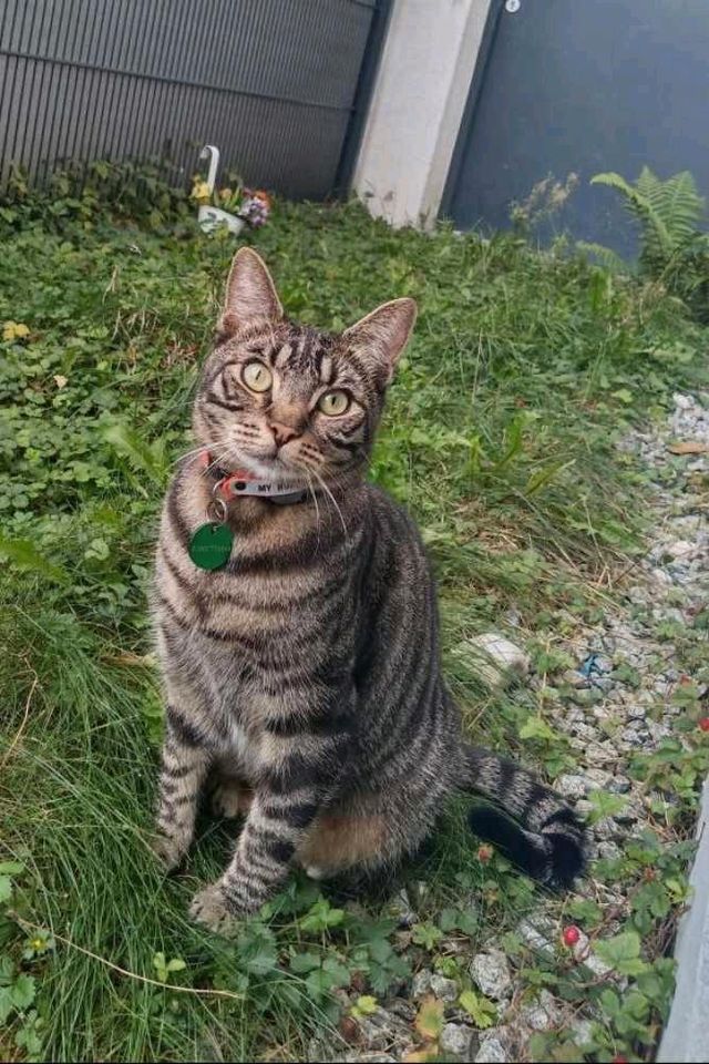 Katze vermisst in der Nähe Frankfurter Ring in München