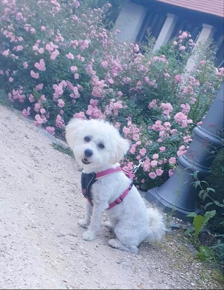 Bichon malteser Maia 4 Jahre alt in Königsbronn