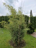 XXL Fargesia robusta Campbell / Bambus / Sichtschutz Nordrhein-Westfalen - Hagen Vorschau