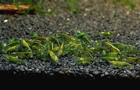 10 Stk. schöne bunte Mix Garnelen Neocaridina in Essen