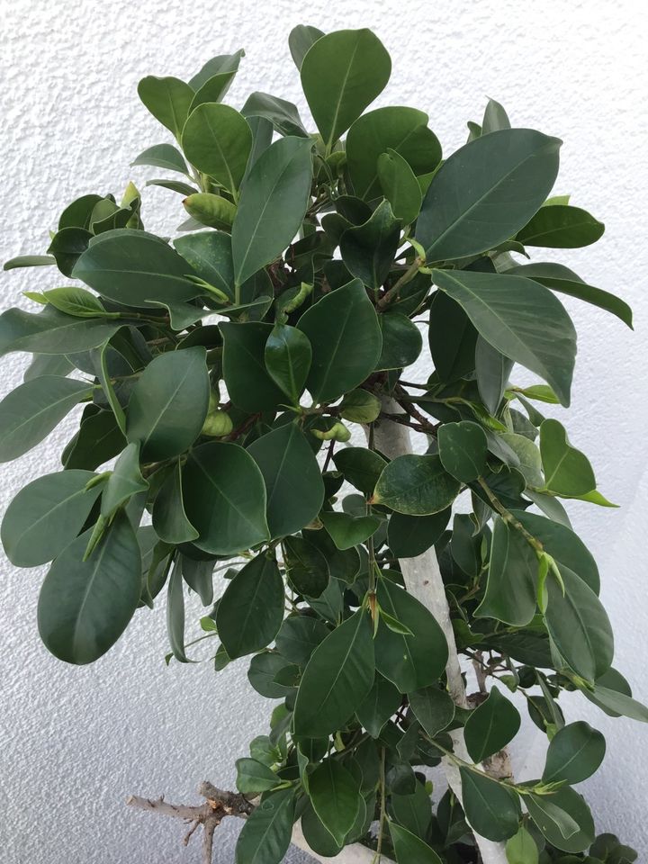 Ficus, Birkenfeige,Benjamin,Lorbeer-Feige,alte große Pflanze/Baum in Nauheim