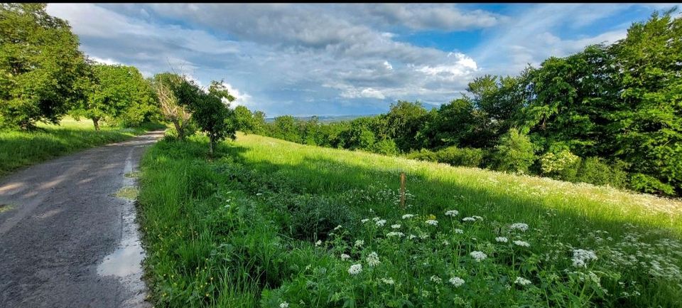 Weide Wiese Weideland Weidefläche Grünland Pferdewiese in Katzwinkel (Sieg)