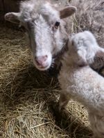 Schafe Quessant Niedersachsen - Großefehn Vorschau