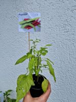 Peperoni / Gemüsepflanzen Hessen - Michelstadt Vorschau