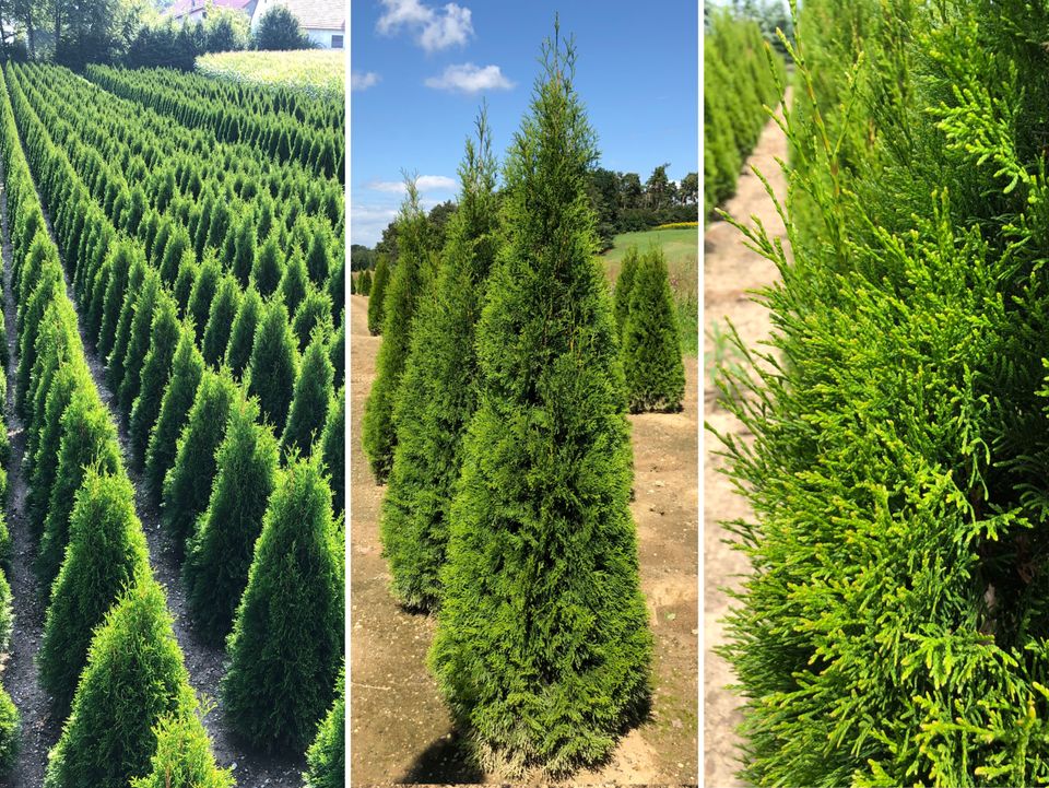 Lebensbaum Thuja occidentalis 'Smaragd' 160-180 cm | Bayernhecke` in Ingoldingen