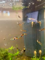 Guppy Endler Männchen, Weibchen und Babys Köln - Porz Vorschau