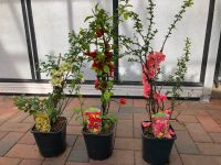 Chaenomeles japonica Japanische Zierquitte gelb rosa rot 55cm Sachsen-Anhalt - Bad Schmiedeberg Vorschau