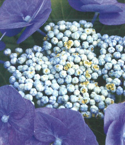 Bauernhortensie Hydrangea macrophylla verschiedene Farben in Simmerath