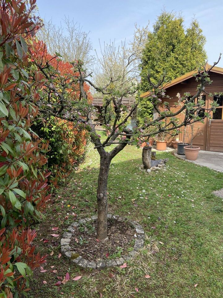 Apfelbaum Baum in Bad Friedrichshall