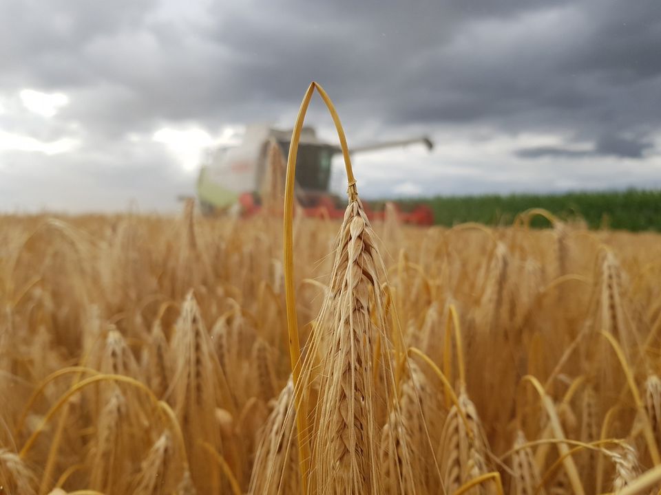 Aushilfskraft Landwirt LKW Fahrer Erntehelfer Frühjahr 2024 in Nordstemmen