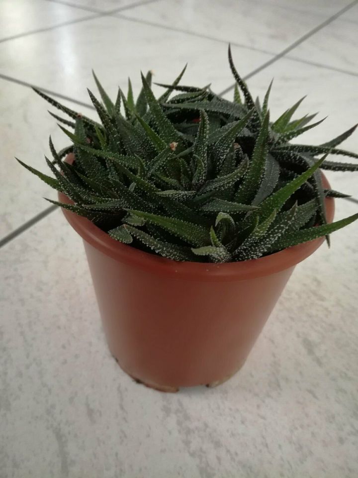 Sukkulenten / Aloe Vera / Haworthia - Zimmerpflanze in Burgrieden