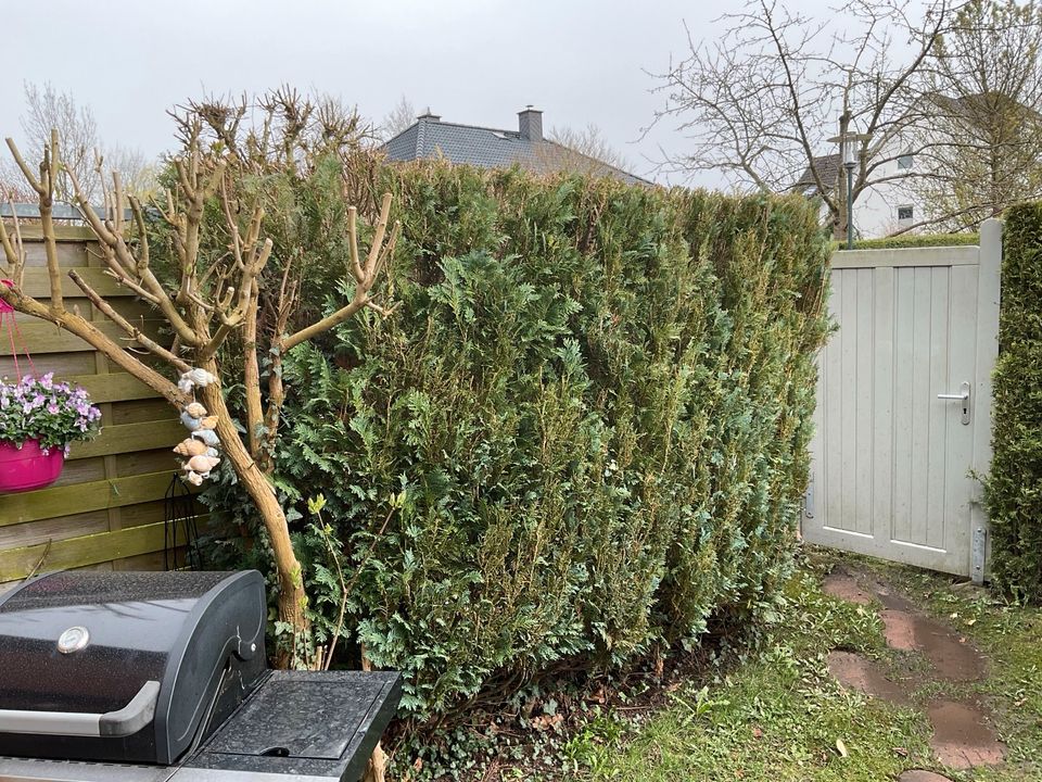 Thuja Hecke ca. 2,30 m lang in Kiel