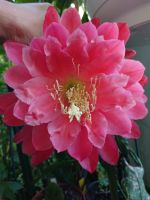 Samen Epiphyllum Blattkaktus gelber Duft x Meadow Rose Nordrhein-Westfalen - Paderborn Vorschau