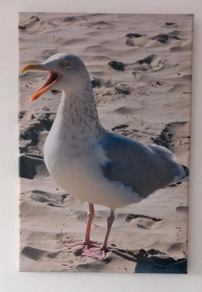 3 Leinwände "Möwe" z.B. für Ferienwohnung an der Nordsee 40 x 60 in Braunschweig