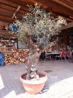 Uhrige Olivenbaum Bonsai Art im Topf. Rheinland-Pfalz - Steinbach am Glan Vorschau