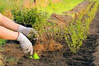 Hecke Pflanzen Niedersachsen - Gifhorn Vorschau