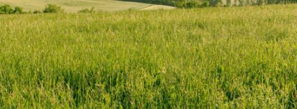 Wiesen (Pacht) insgesamt 2,6 Hektar biologisch in Burgheim