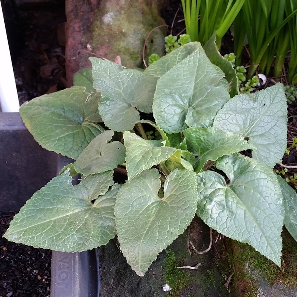 Lunaria annua, Silberblatt, Mondviole - ca 25 einjährige Pflanzen in Mutterstadt