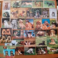 Postkarten Hunde Labrador Boxer Afghane Schnauzer Terrier Welpen Brandenburg - Rangsdorf Vorschau