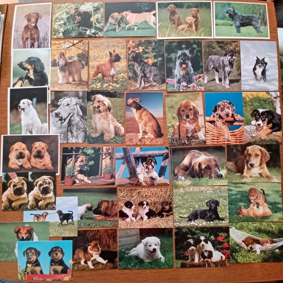 Postkarten Hunde Labrador Boxer Afghane Schnauzer Terrier Welpen in Rangsdorf