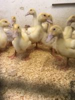 Pekingenten Enten Küken Gössel Niedersachsen - Heeslingen Vorschau