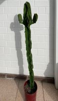 Kaktus Euphorbia abyssinica 120cm hoch Nordrhein-Westfalen - Dormagen Vorschau