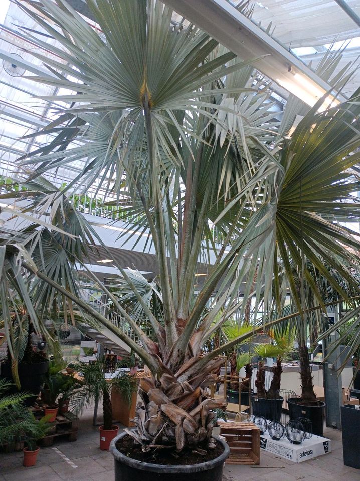 SALE: Bismarckpalme Bismarckia nobilis 4-5m XXL Stamm in Nordkirchen