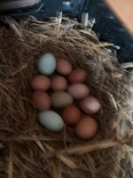 Bio Eier von glücklichen Hühnern Unstrut-Hainich - Heroldishausen Vorschau