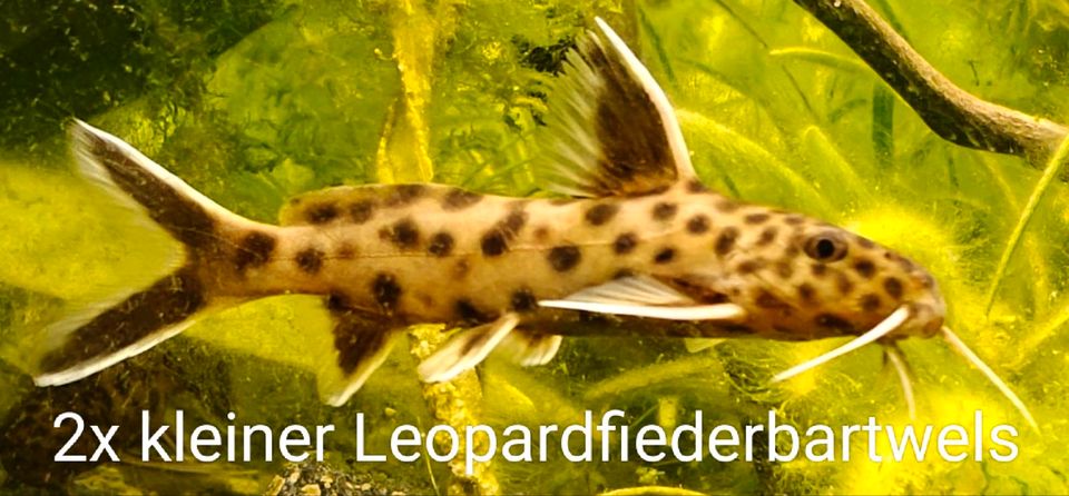 25 Fische (kl. Leopardfiederbartwels, Bitterlingsbarbe, Neon,...) in Springe