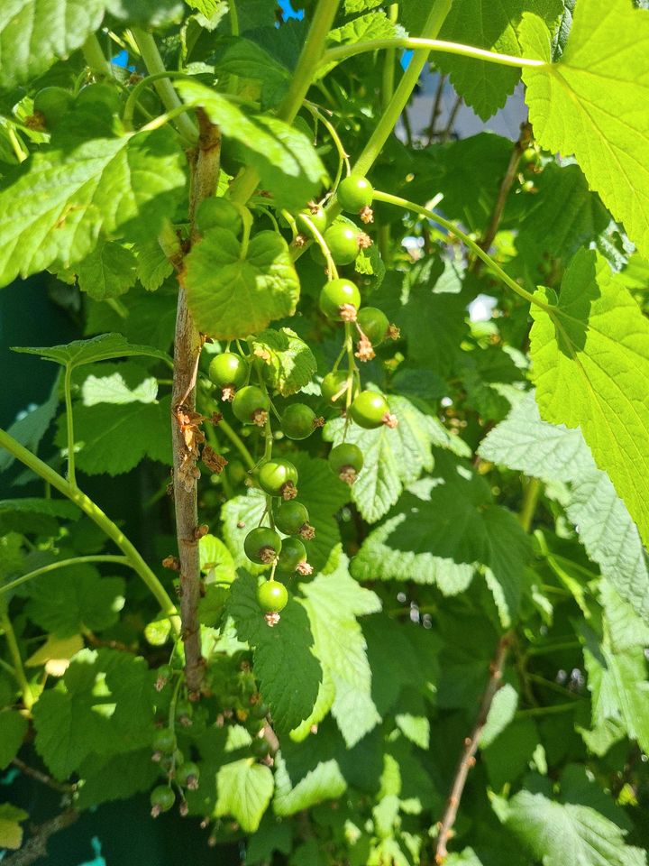 Johannisbeeren schwarz Pflanze Strauch in NordrheinWestfalen Verl