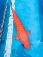 Japan Koi Ginrin Benigoi 60cm Bayern - Plattling Vorschau