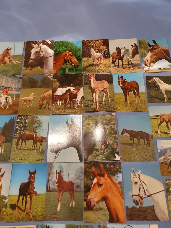Nachlass 70 er Jahre 48 Pferde Postkarten in Berlin