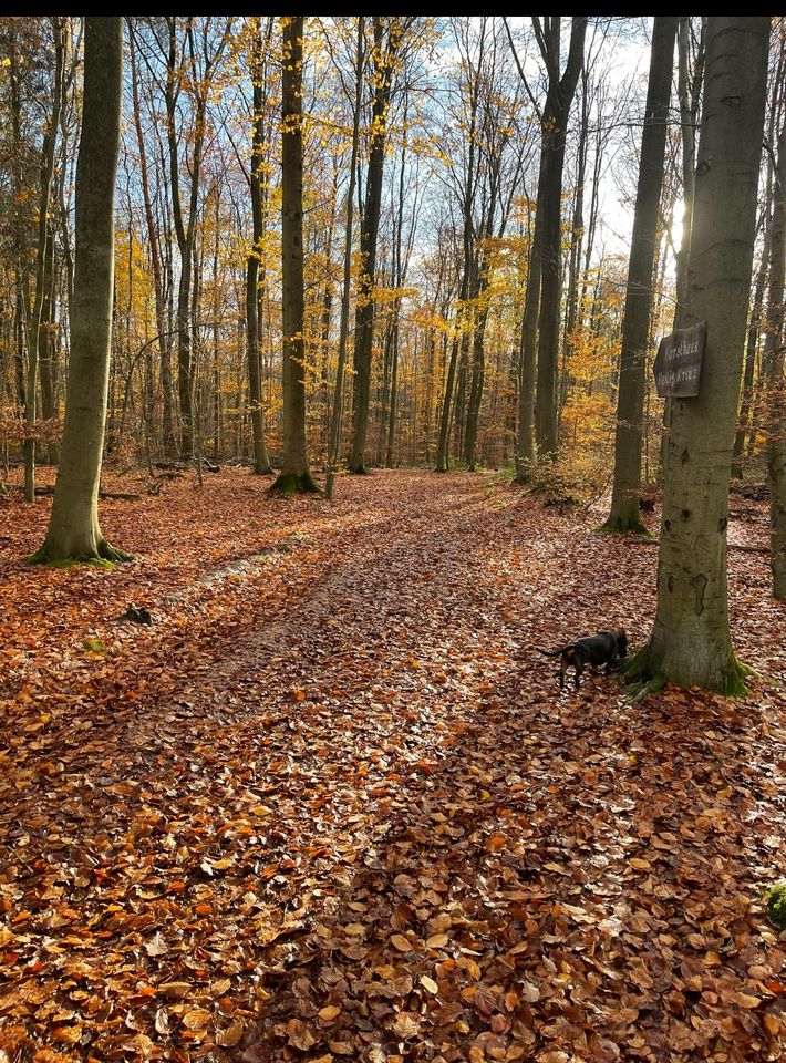 Hundesitting Hundebetreuung Hundepension Hundetagesstätte ♥️ in Heidesheim