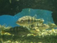 Cichla monoculus - Kammbuntbarsche Bayern - Rügland Vorschau