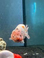 High Quality Ranchu (Goldfish) Hessen - Schmitten Vorschau