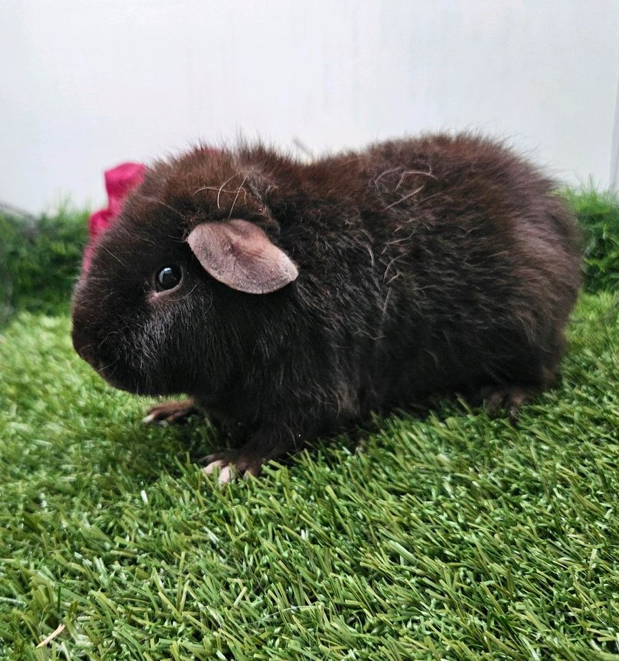 Meerschweinchen Mädchen und Kastrate in Bergkamen