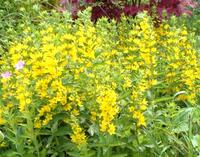 Goldfelberich - Lysimachia - Sommerblüher - winterhart -gelb Baden-Württemberg - Sachsenheim Vorschau