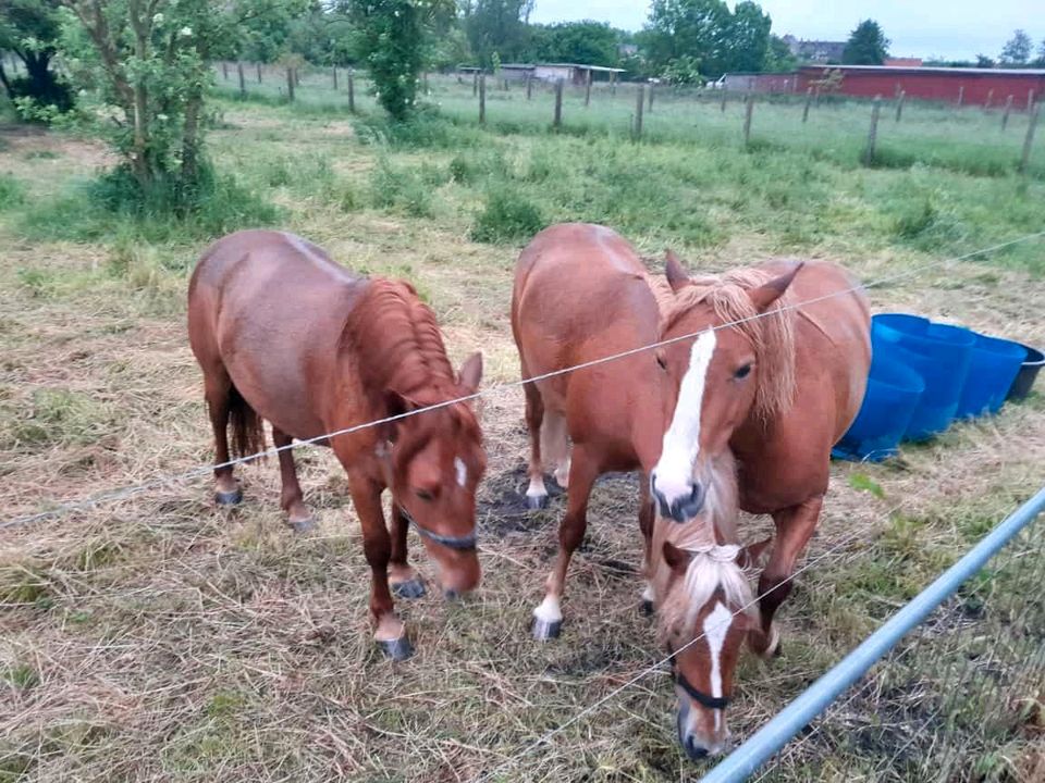 Passgespann Ponys in Kyritz