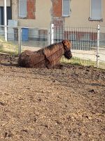 Lausbub sucht Pflegebeteiligung Bayern - Ichenhausen Vorschau