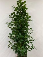 Ficus microcarpa Moclame 180cm Nordrhein-Westfalen - Simmerath Vorschau