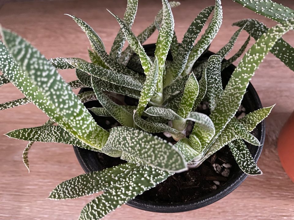 Gasteria verrucosa Ableger und Mutterpflanze in Radevormwald