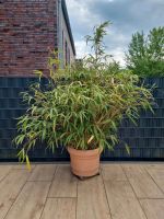 Bambus Pflanze Nordrhein-Westfalen - Grevenbroich Vorschau
