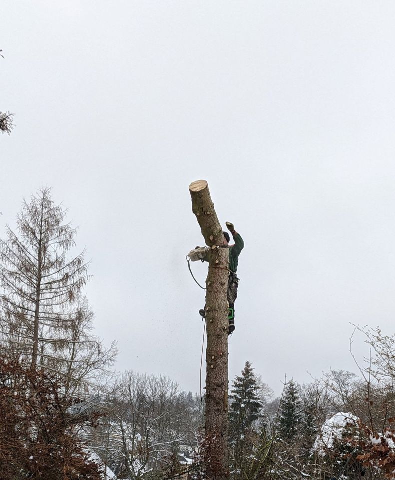 Baumfällung, Baumpflege, Seilklettertechnik, Problemfällung in Zwickau