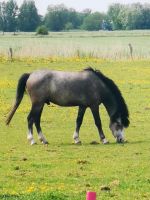 Welsh a Wallach Niedersachsen - Jever Vorschau