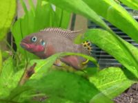 Pelvicachromis taeniatus Nigeria Red,Barsche,Aquarium,Fische,Rar Sachsen-Anhalt - Halle Vorschau